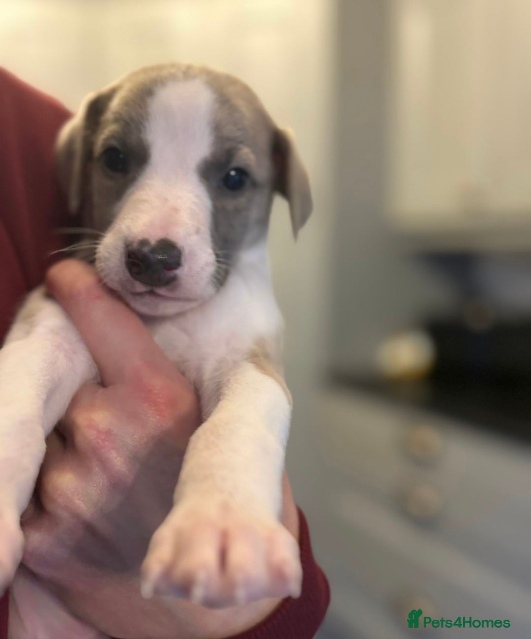 Whippet dogs for sale: 3 boys available  - Advert 15