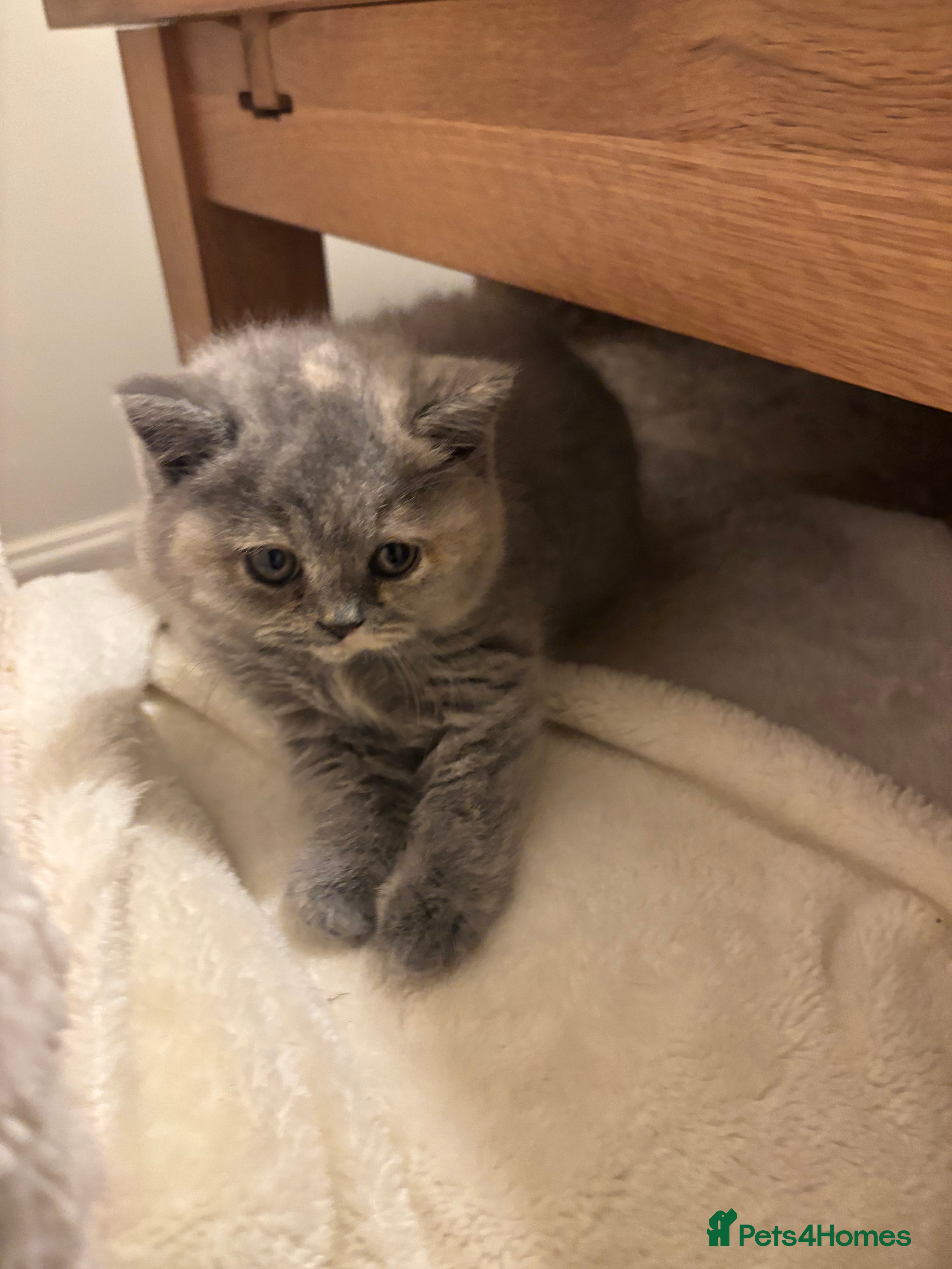 British Shorthair cats for sale: ❤️Meet our Stunning Gccf Reg BSH litter ❤️ - Advert 2