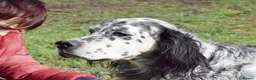 English Setter dogs for adoption: Jim   in Warrington - Advert 2