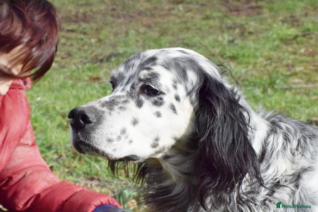 English Setter dogs for adoption: Jim   in Warrington - Advert 2