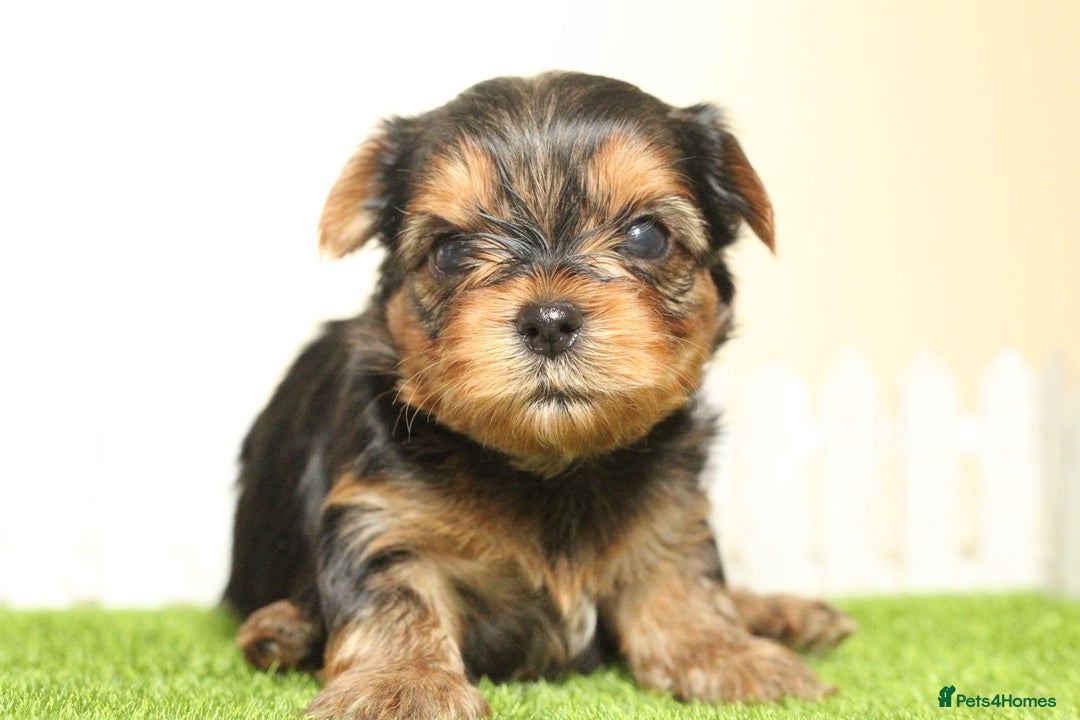 Yorkshire Terrier dogs for sale: Gorgeous Yorkshire puppies  - Image 12