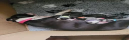 Boston Terrier dogs for sale: Beautiful Boston Babies looking for forever family - Advert 12