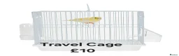 Budgerigars birds for sale: Baby Budgies, Male/Female £20/25Cockatiels £80 - Advert 14