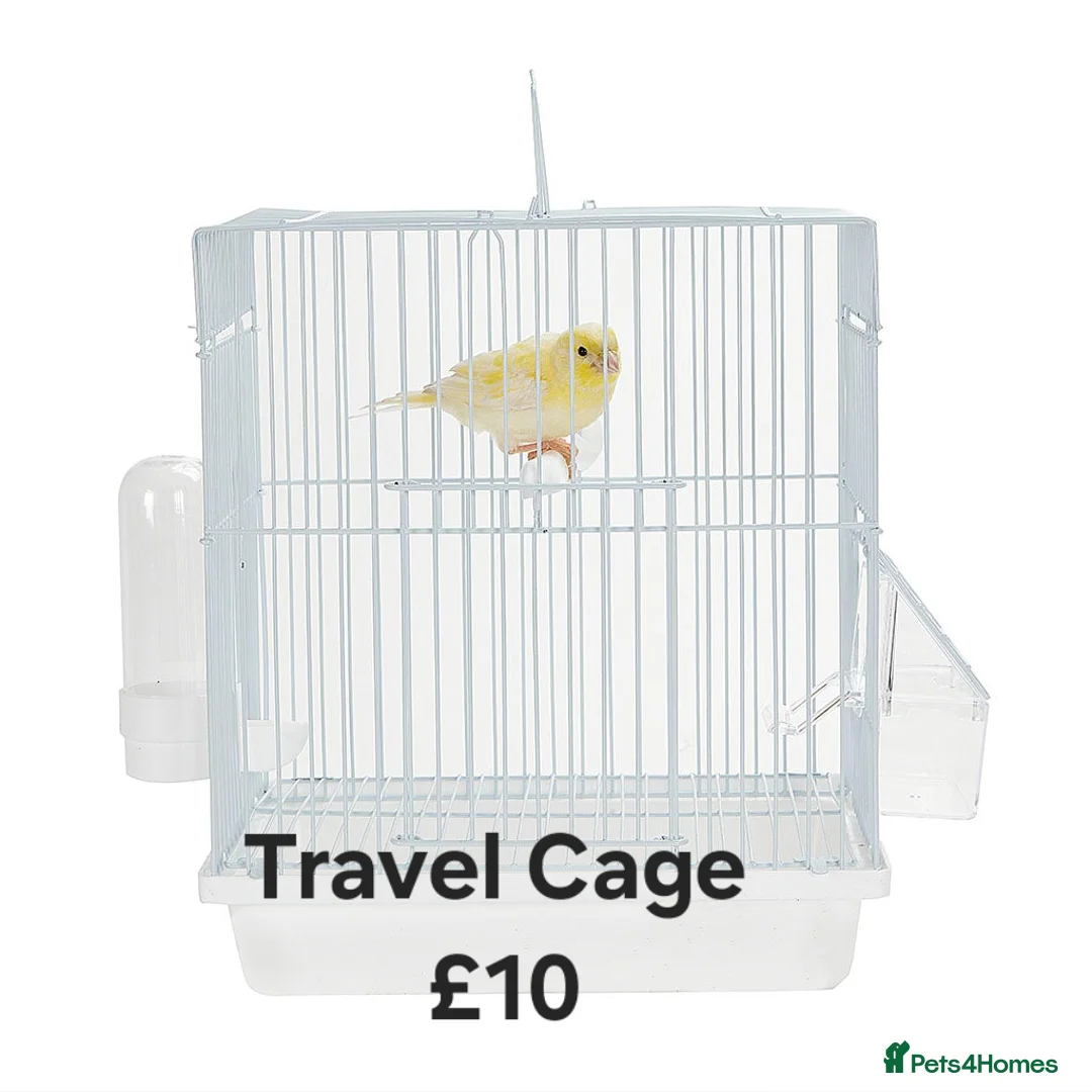 Budgerigars birds for sale: Baby Budgies, Male/Female £20/25Cockatiels £80 - Advert 14