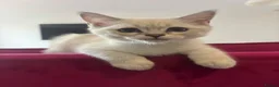 Scottish Fold cats for sale: ONE SCOTTISH STRAIGHT BOY LEFT - Advert 4