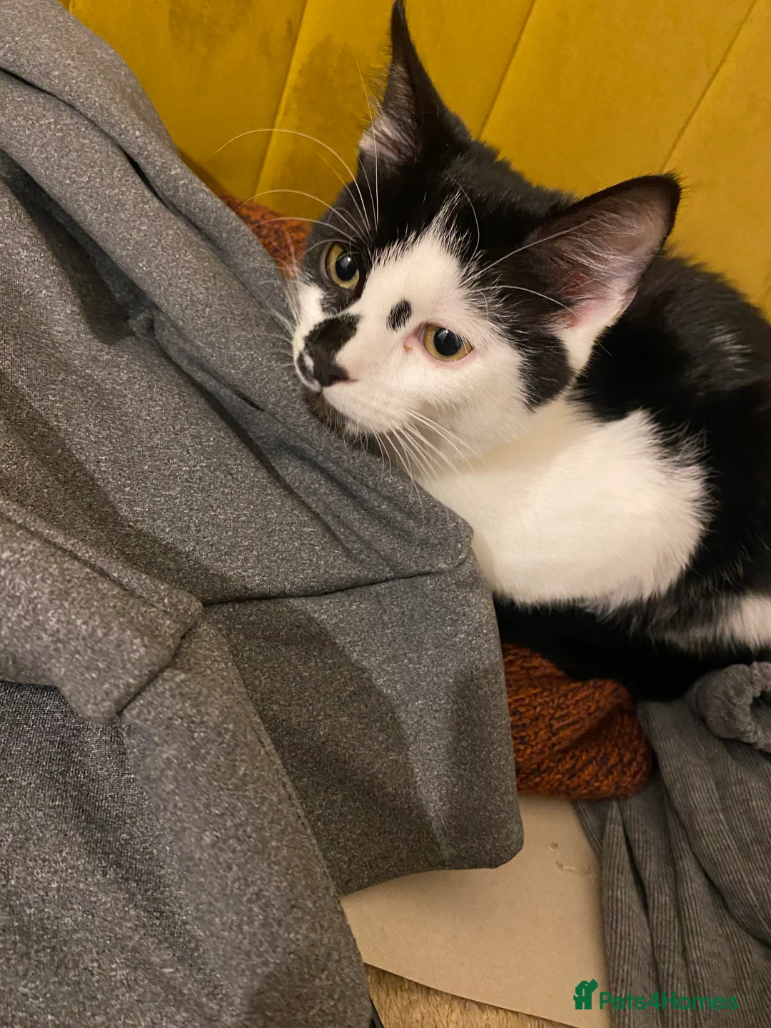 Mixed Breed cats for sale: Male kitten for sale  in Sheffield - Advert 3