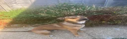 Mixed Breed dogs for sale: Staffy cross Belgium Shepard puppys  in Gosport - Advert 9