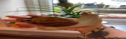 Snails invertebrates for sale: Albino Giant African Land Snails (Achatina Fulica) - Advert 5