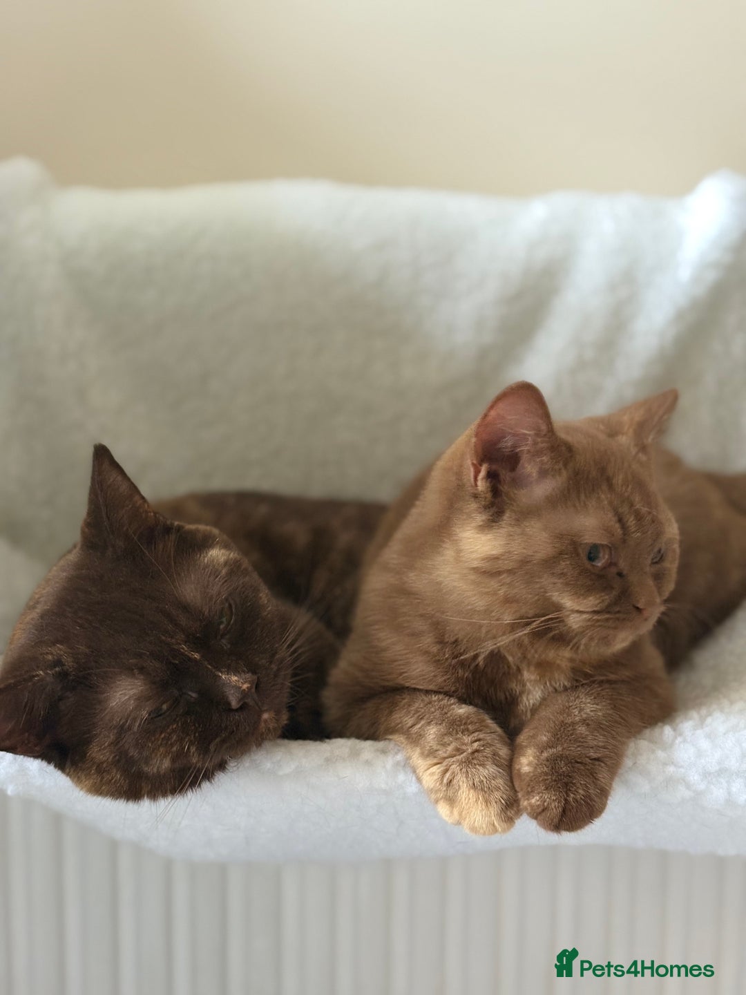 British Shorthair cats for sale: Cinnamon Tortie BSH  - Advert 1