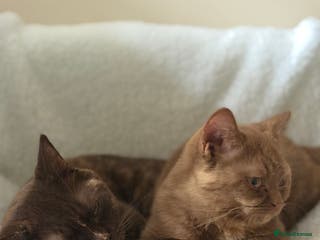 British Shorthair cats Cinnamon Tortie BSH - Advert 1