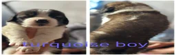 Saint Bernard dogs for sale: Baby bears - Advert 20