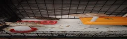 Quail poultry for sale: Looking for home - Advert 2