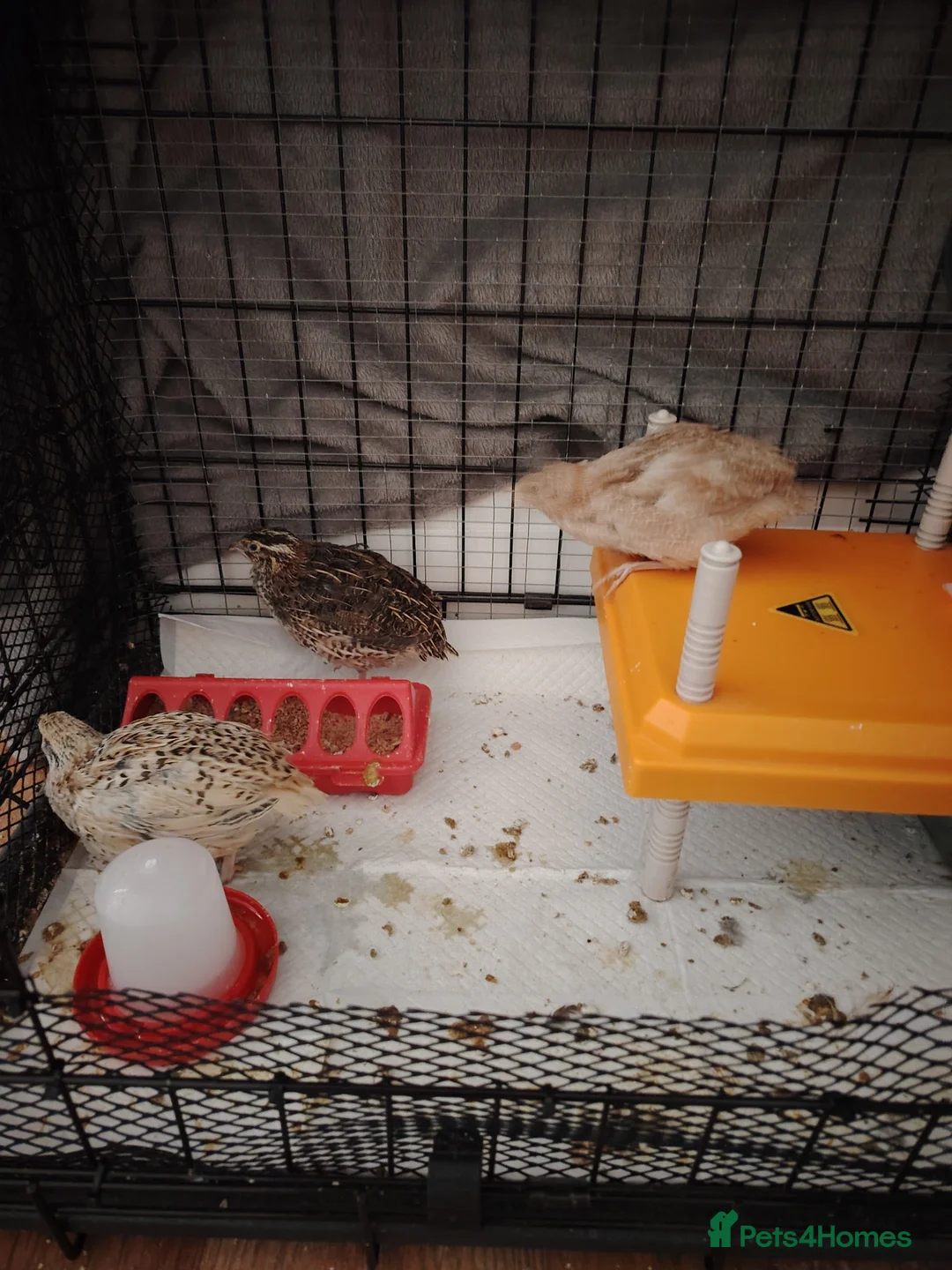 Quail poultry for sale: Looking for home - Advert 2