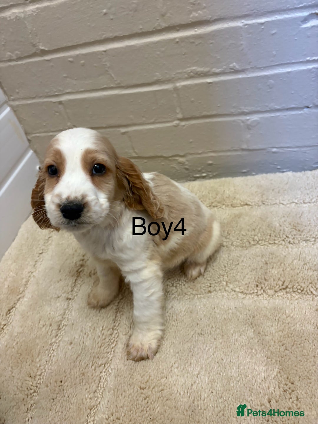Cocker Spaniel dogs for sale: SHOW TYPE COCKER SPANIELS PUPPIES  - Advert 5