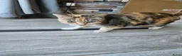 Mixed Breed cats for sale: 8 year old tortoiseshell - Advert 3