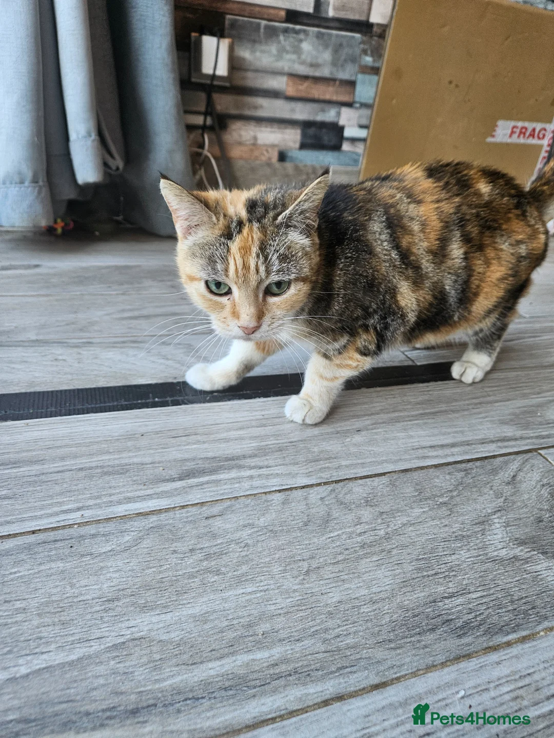 Mixed Breed cats for sale: 8 year old tortoiseshell - Advert 3