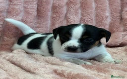 Jack Russell dogs for sale: Quality litter of beautiful Jack Russell puppies  - Image 29
