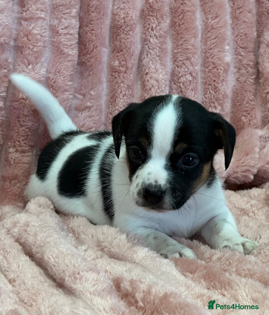 Jack Russell dogs for sale: Quality litter of beautiful Jack Russell puppies  - Image 29