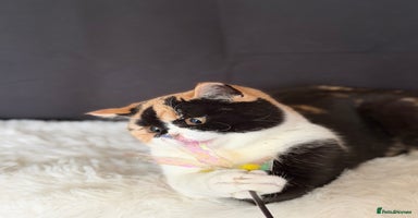 British Shorthair cats - Advert 14