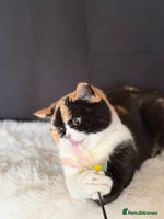 British Shorthair cats - Advert 14