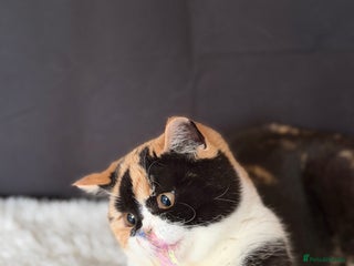 British Shorthair cats - Advert 19