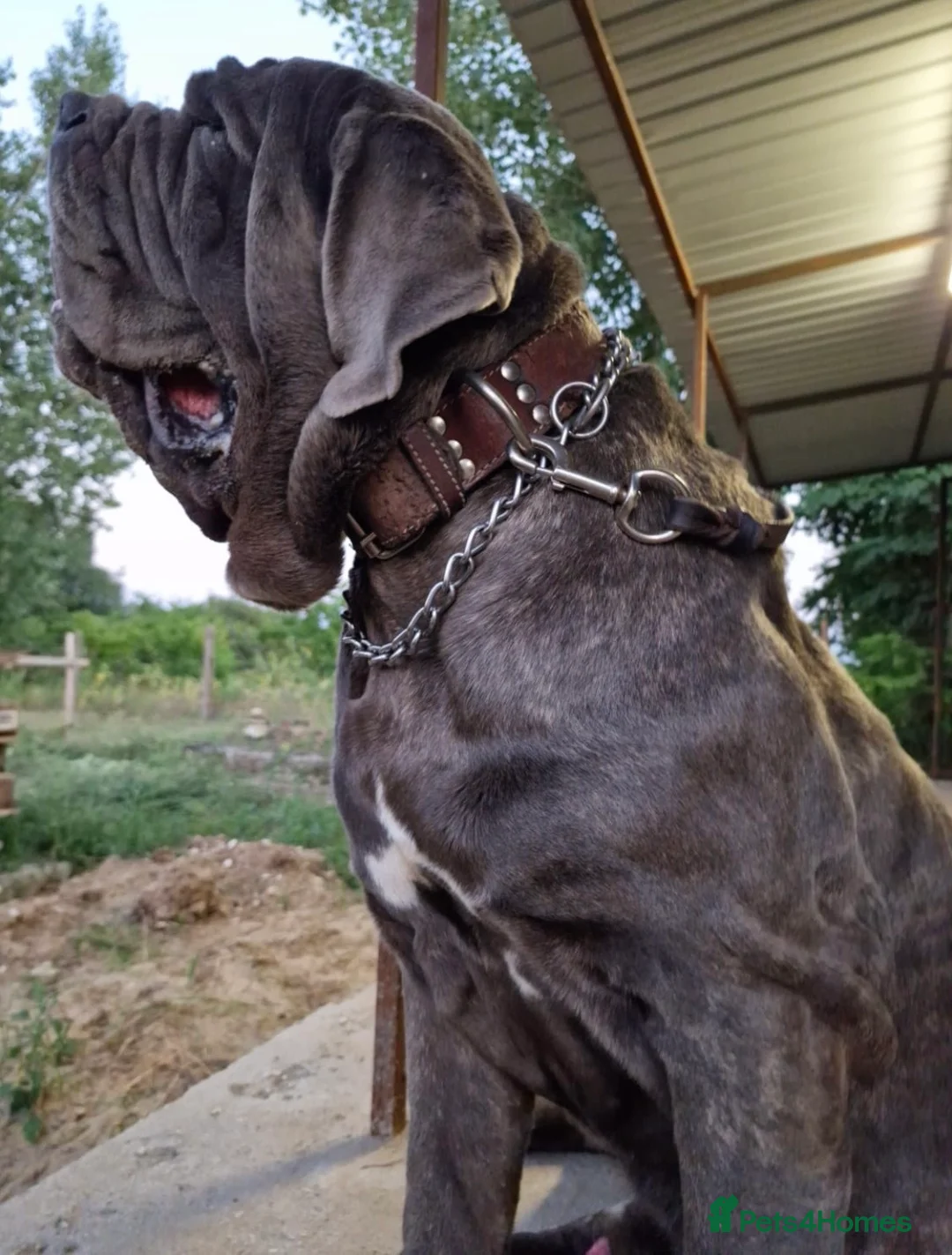 Neapolitan Mastiff dogs for stud: Neapolitan Mastiff Stud  in Birmingham - Advert 2