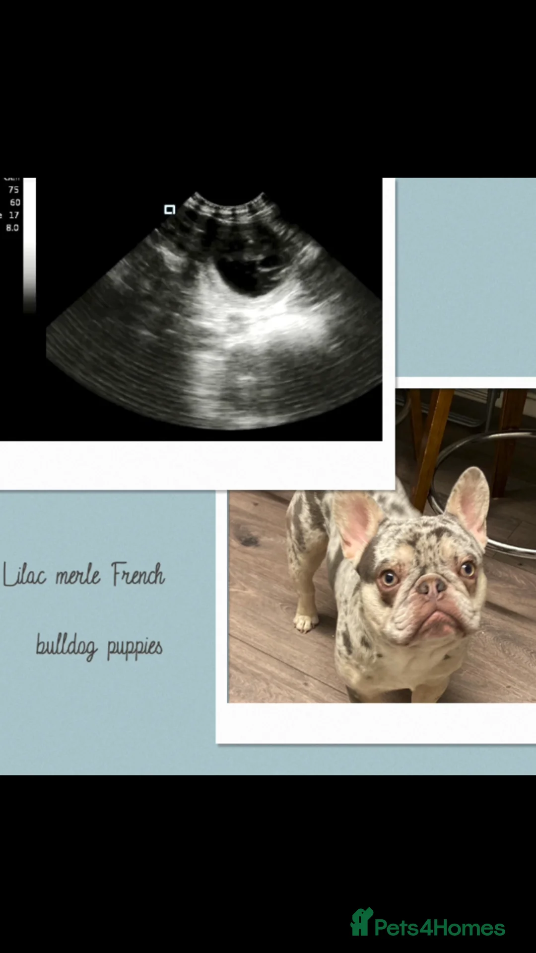 French Bulldog dogs for stud: Lilac merle French bulldog for stud  in Stevenage - Advert 10