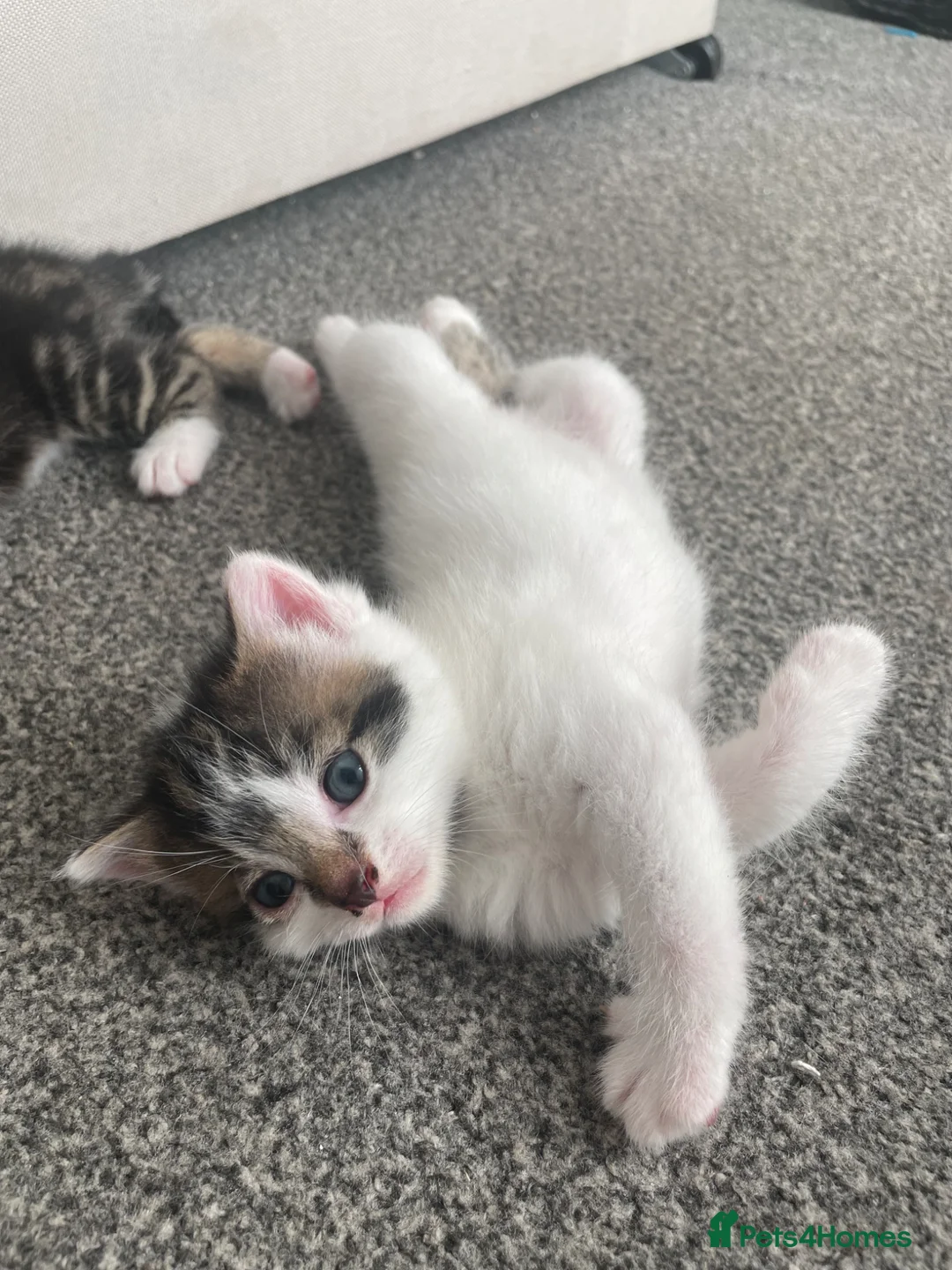 Mixed Breed cats for sale: Loving kittens for sale  - Advert 2