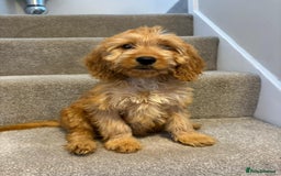 Cockapoo dogs for sale: Cockapoo puppies ready now  - Image 9