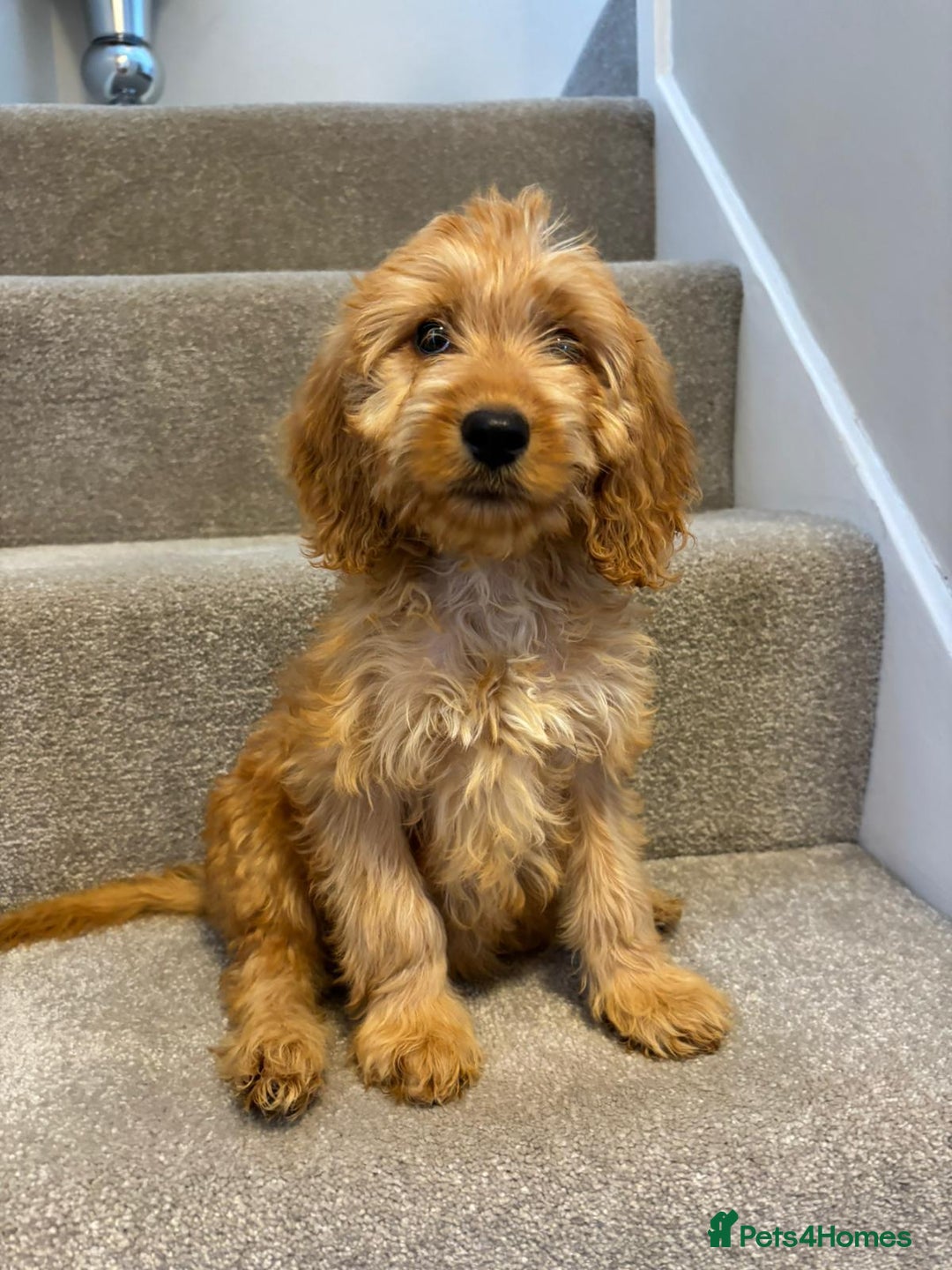 Cockapoo dogs for sale: Cockapoo puppies ready now  - Image 9