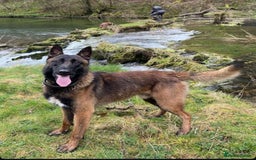 Belgian Shepherd Dog dogs for sale: Belgian malinois male dog - Image 1