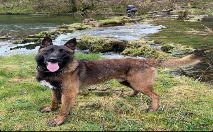 Belgian Shepherd Dog dogs - Advert 1