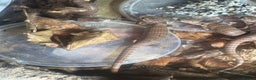 Skink reptiles for sale: Pink tongue skinks  - Advert 6