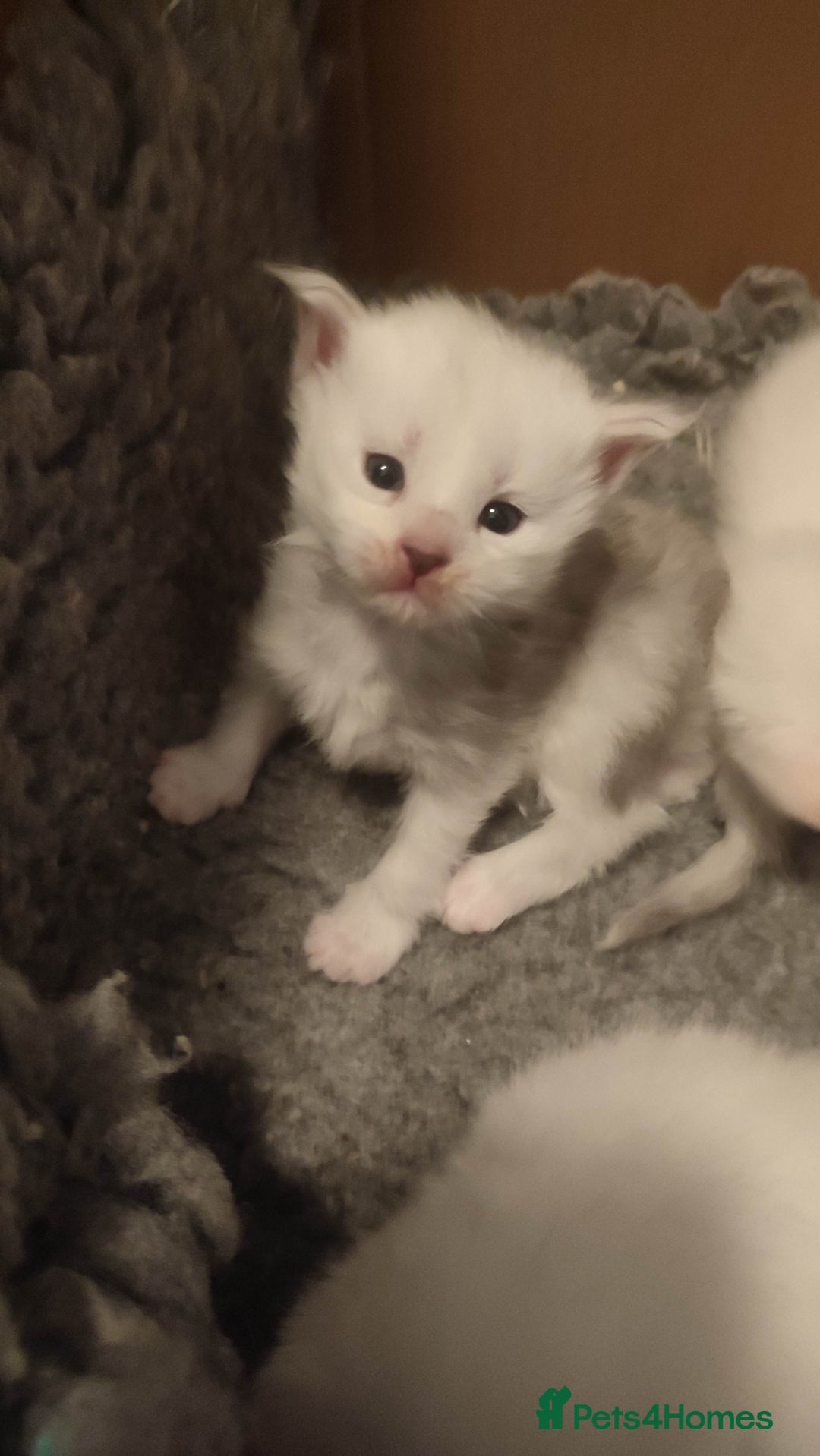 Maine Coon cats for sale: Tica Reg and fully health tested - Advert 12