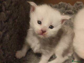 Maine Coon cats Smokes and high silver, Tica Reg + health tested - Advert 4