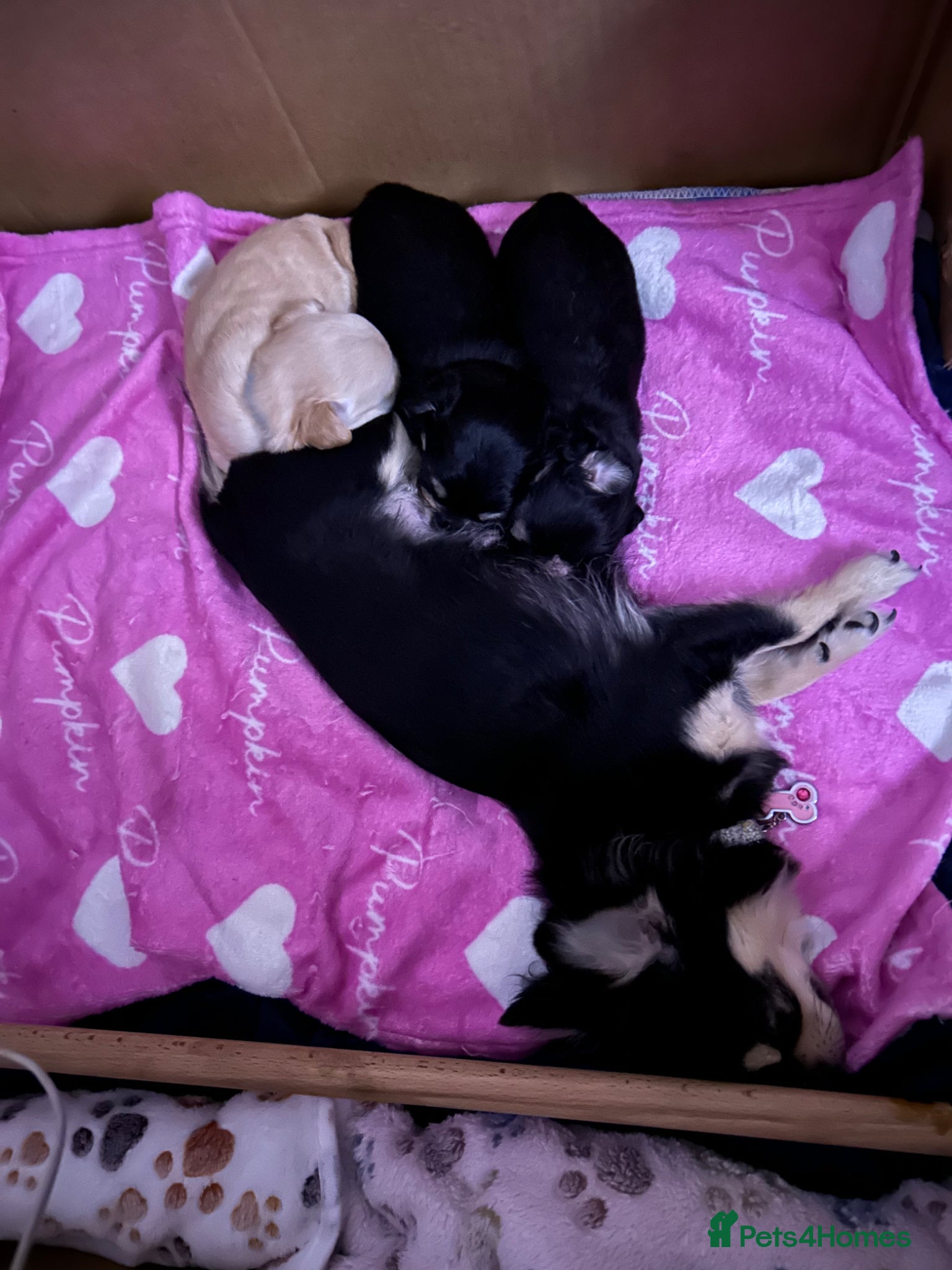 Chihuahua dogs Chihuahua pups for sale - Advert 1