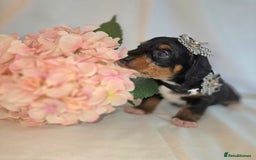 Mixed Breed dogs for sale:  miniature dachshund cross toy poodle doxiepoo   - Image 36