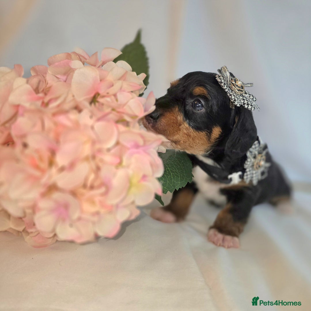 Mixed Breed dogs for sale:  miniature dachshund cross toy poodle doxiepoo   - Image 36