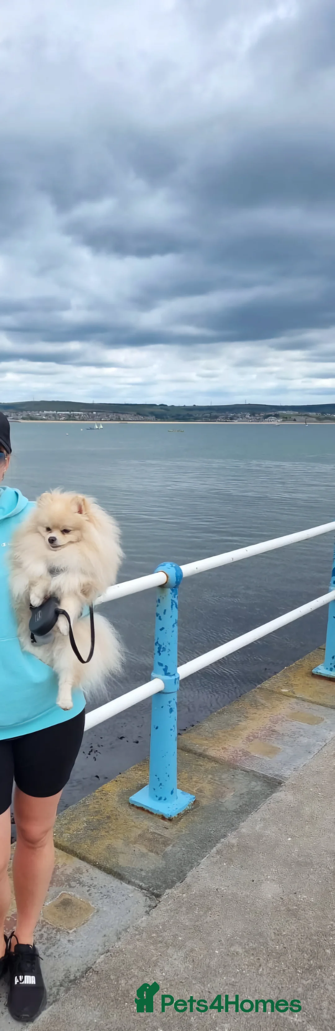 Pomeranian dogs for stud: KC Stunning coat Cream boy for stud  in Borehamwood - Advert 9