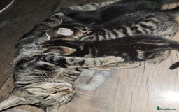 Mixed Breed cats for sale: Beautiful kittens for sale - Advert 3