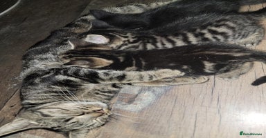 Mixed Breed cats Beautiful kittens for sale - Advert 13