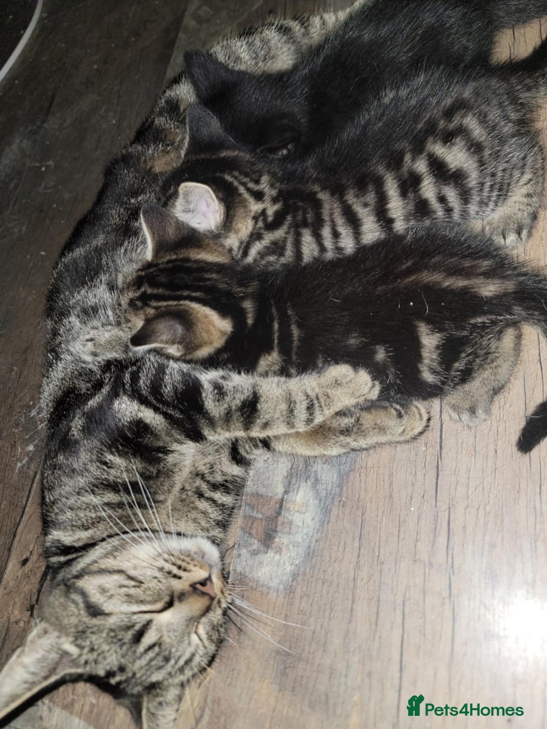 Mixed Breed cats for sale: Beautiful kittens for sale - Advert 3