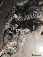 Mixed Breed cats Beautiful kittens for sale - Advert 7