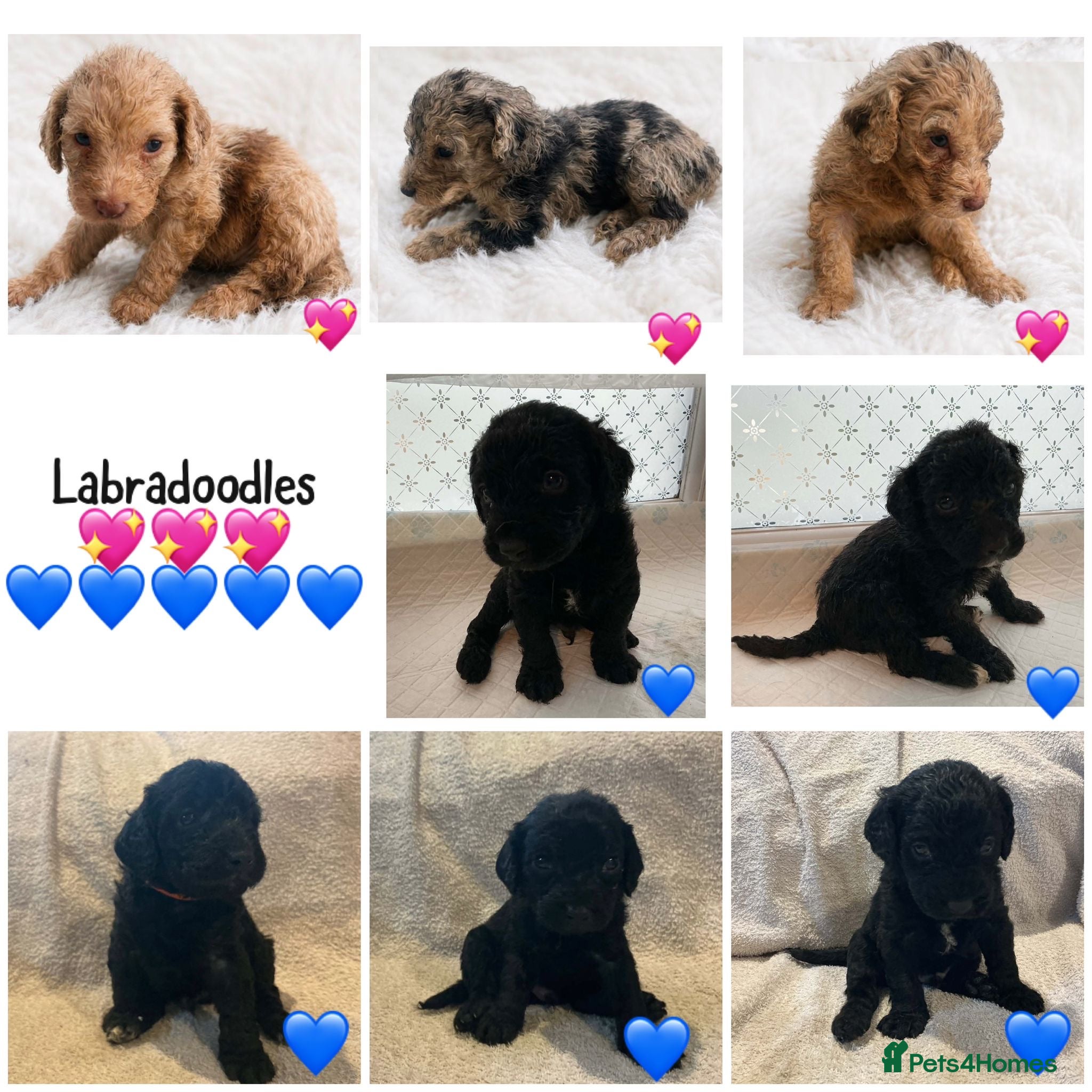 Labradoodle dogs Beautiful labradoodle puppies 🐶 - Advert 2