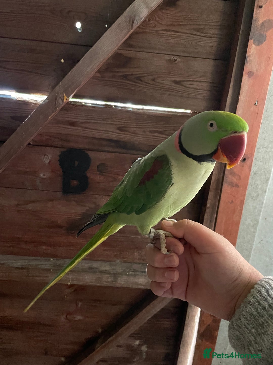 Parrots birds for sale: Alaxandrian parrot  - Image 4