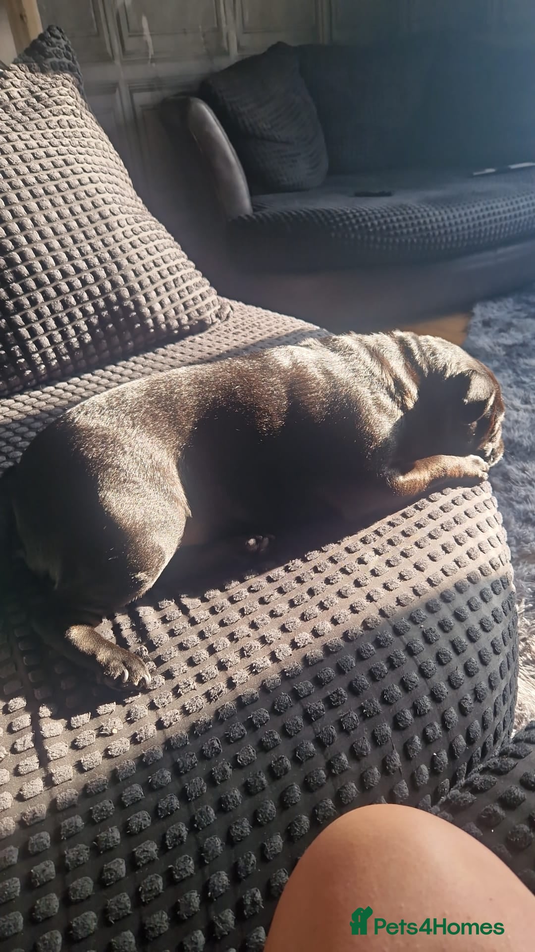 Pug dogs for sale: Loving, Cuddly Pug  - Image 11