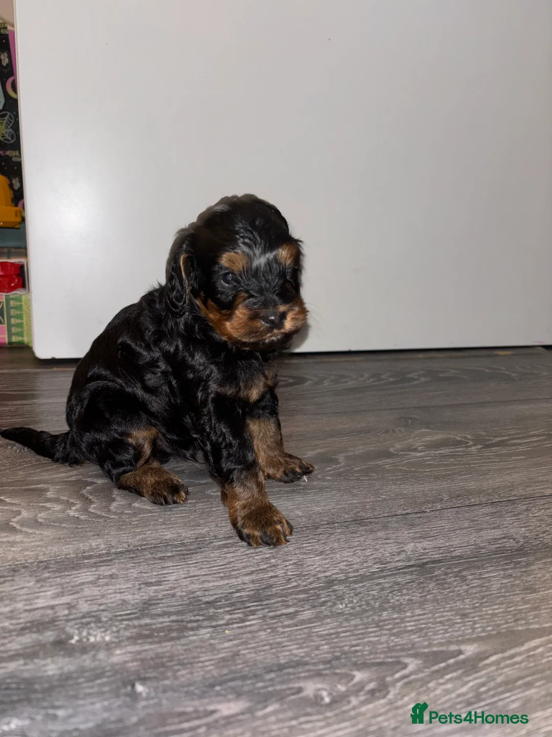 Cockapoo dogs for sale: Cockapoo dog for sale  - Advert 6