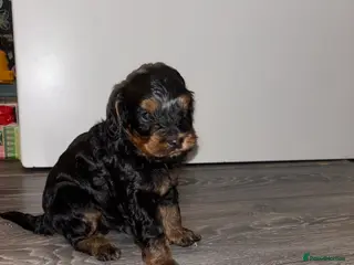 Cockapoo dogs Cockapoo dog for sale - Advert 5