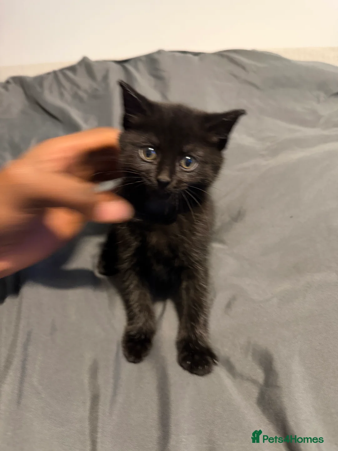 Brazilian Shorthair cats for sale: 2 Female, Black, British shorthair kittens - Advert 6