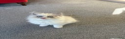 Ragdoll cats for sale: Blue GCCF pedigree Ragdoll kittens - Advert 16